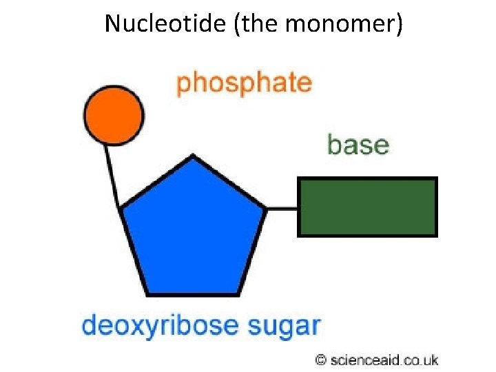 Nucleotide (the monomer) Nucleotide (the monomer)