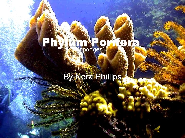 Phylum Porifera (sponges) By Nora Phillips 