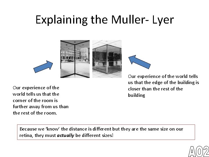 Explaining the Muller- Lyer Our experience of the world tells us that the corner