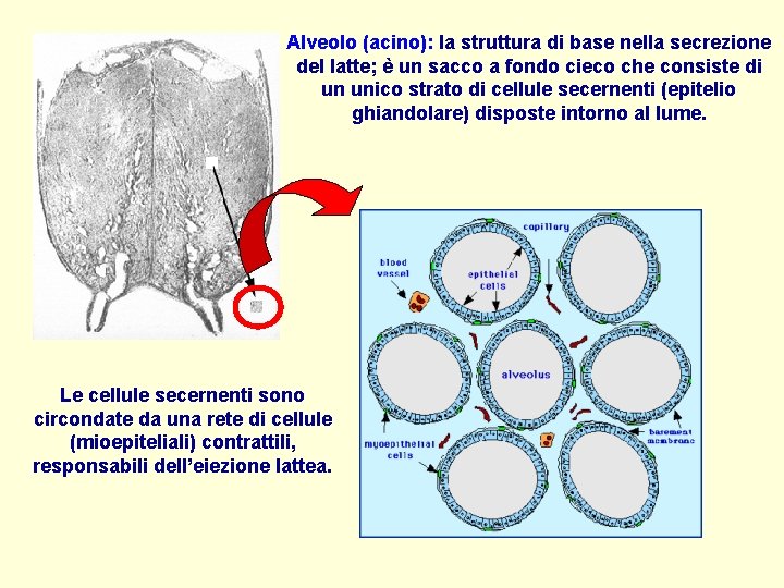 Alveolo (acino): la struttura di base nella secrezione del latte; è un sacco a