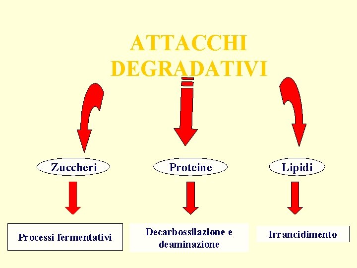 ATTACCHI DEGRADATIVI Zuccheri Processi fermentativi Proteine Decarbossilazione e deaminazione Lipidi Irrancidimento 