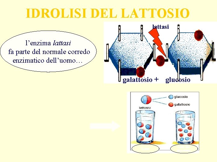 IDROLISI DEL LATTOSIO lattasi l’enzima lattasi fa parte del normale corredo enzimatico dell’uomo… galattosio