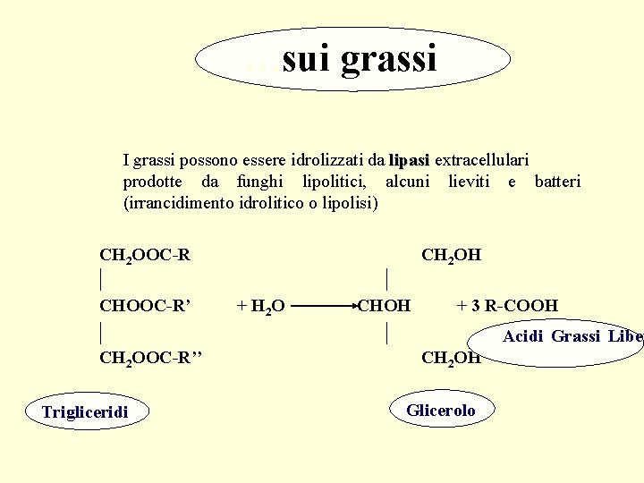 …sui grassi I grassi possono essere idrolizzati da lipasi extracellulari lipasi prodotte da funghi