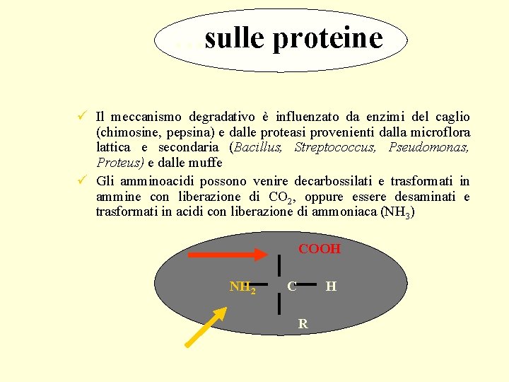 …sulle proteine ü Il meccanismo degradativo è influenzato da enzimi del caglio (chimosine, pepsina)