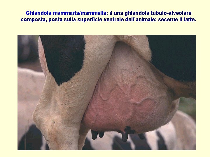 Ghiandola mammaria/mammella: è una ghiandola tubulo-alveolare composta, posta sulla superficie ventrale dell’animale; secerne il