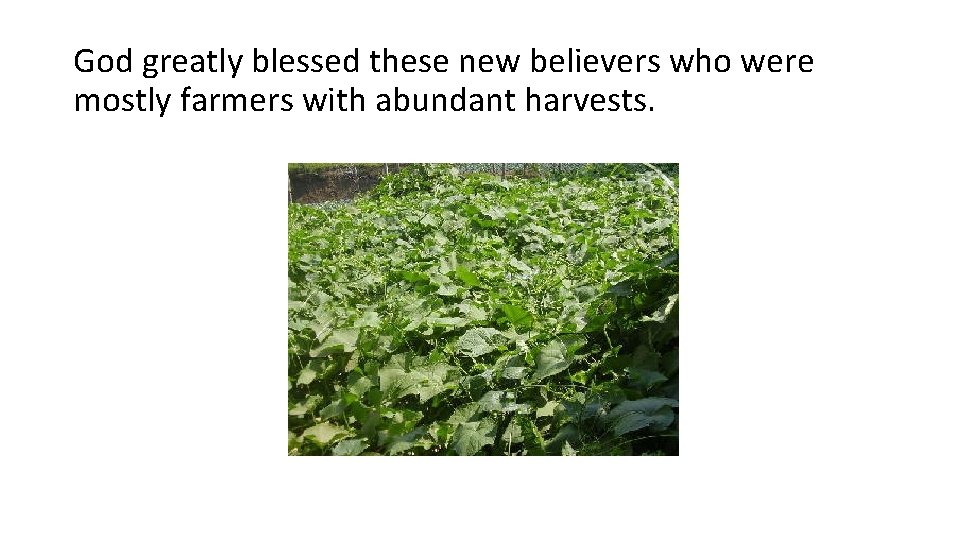 God greatly blessed these new believers who were mostly farmers with abundant harvests. 