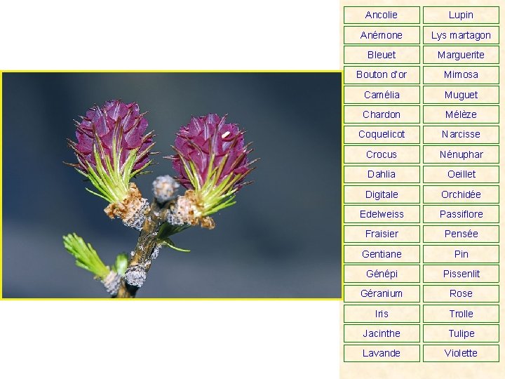 Ancolie Lupin Anémone Lys martagon Bleuet Marguerite Bouton d’or Mimosa Camélia Muguet Chardon Mélèze