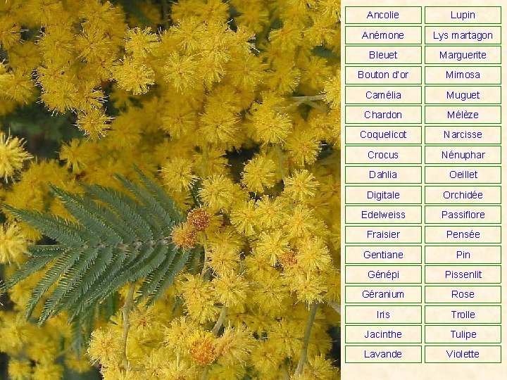 Ancolie Lupin Anémone Lys martagon Bleuet Marguerite Bouton d’or Mimosa Camélia Muguet Chardon Mélèze