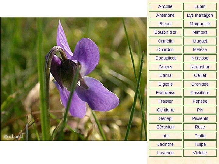Ancolie Lupin Anémone Lys martagon Bleuet Marguerite Bouton d’or Mimosa Camélia Muguet Chardon Mélèze