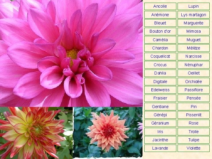Ancolie Lupin Anémone Lys martagon Bleuet Marguerite Bouton d’or Mimosa Camélia Muguet Chardon Mélèze