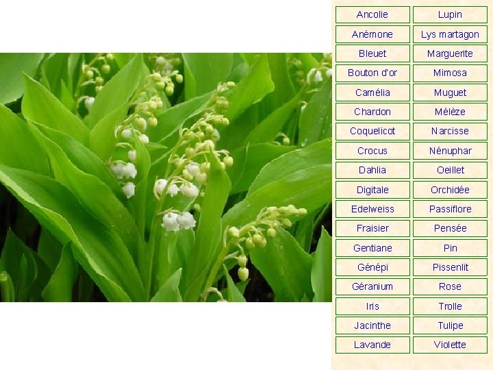 Ancolie Lupin Anémone Lys martagon Bleuet Marguerite Bouton d’or Mimosa Camélia Muguet Chardon Mélèze