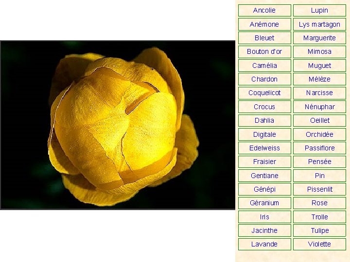 Ancolie Lupin Anémone Lys martagon Bleuet Marguerite Bouton d’or Mimosa Camélia Muguet Chardon Mélèze