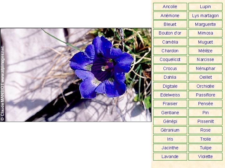 Ancolie Lupin Anémone Lys martagon Bleuet Marguerite Bouton d’or Mimosa Camélia Muguet Chardon Mélèze