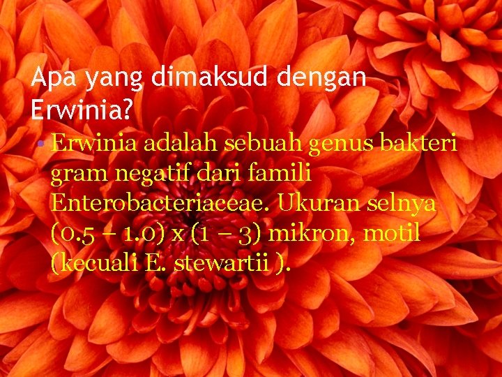 Apa yang dimaksud dengan Erwinia? • Erwinia adalah sebuah genus bakteri gram negatif dari