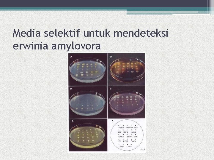 Media selektif untuk mendeteksi erwinia amylovora 