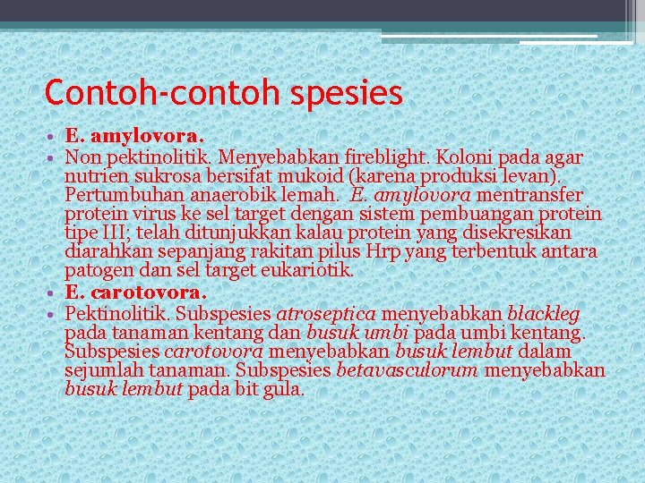 Contoh-contoh spesies • E. amylovora. • Non pektinolitik. Menyebabkan fireblight. Koloni pada agar nutrien