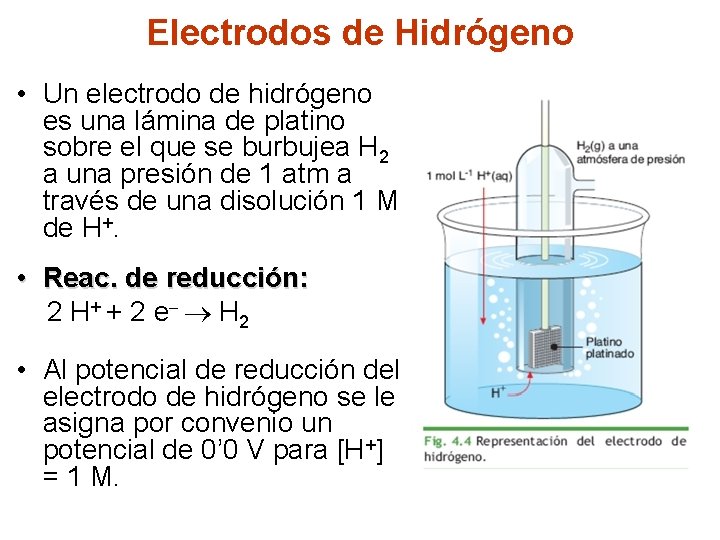 Electrodos de Hidrógeno • Un electrodo de hidrógeno es una lámina de platino sobre