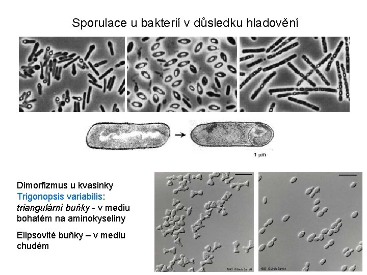  Sporulace u bakterií v důsledku hladovění Dimorfizmus u kvasinky Trigonopsis variabilis: triangulární buňky