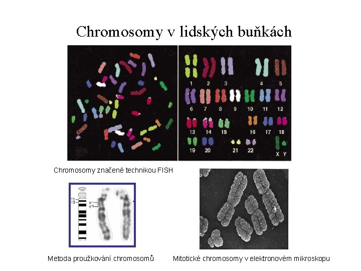 Chromosomy v lidských buňkách Chromosomy značené technikou FISH Metoda proužkování chromosomů Mitotické chromosomy v