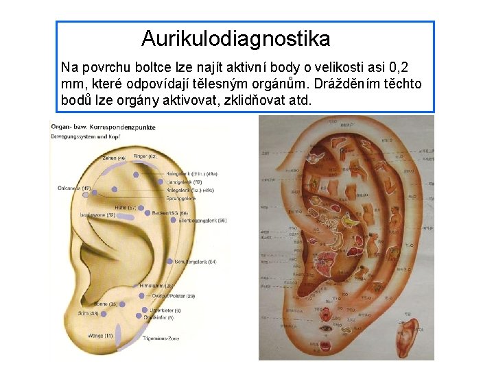Aurikulodiagnostika Na povrchu boltce lze najít aktivní body o velikosti asi 0, 2 Aurikulodiagnostika Na povrchu boltce lze najít aktivní body o velikosti asi 0, 2