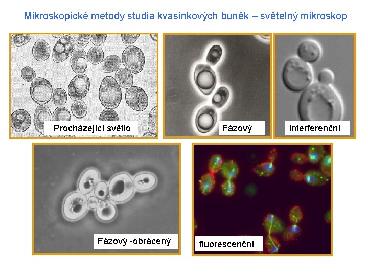  Mikroskopické metody studia kvasinkových buněk – světelný mikroskop Procházející světlo Fázový -obrácený Fázový