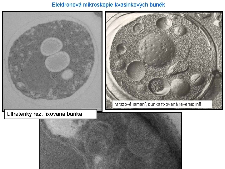  Elektronová mikroskopie kvasinkových buněk Mrazové lámání, buňka fixovaná reversibilně Ultratenký řez, fixovaná buňka