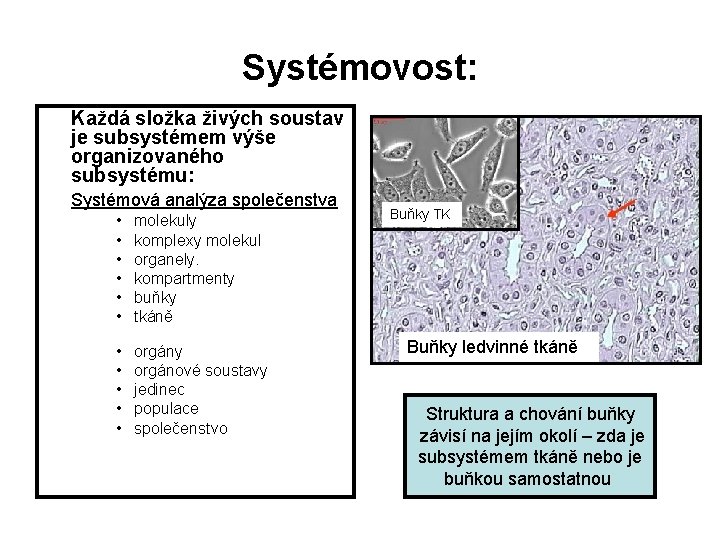 Systémovost: Každá složka živých soustav je subsystémem výše organizovaného subsystému: Systémová analýza společenstva •