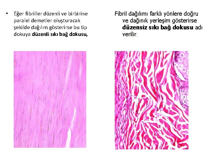  • Eğer fibriller düzenli ve birbirine paralel demetler oluşturacak şekilde dağılım gösterirse bu