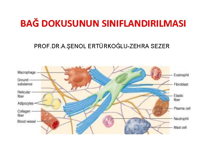 BAĞ DOKUSUNUN SINIFLANDIRILMASI PROF. DR. A. ŞENOL ERTÜRKOĞLU-ZEHRA SEZER 