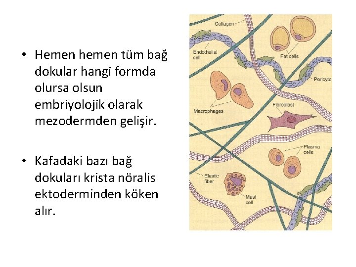  • Hemen hemen tüm bağ dokular hangi formda olursa olsun embriyolojik olarak mezodermden