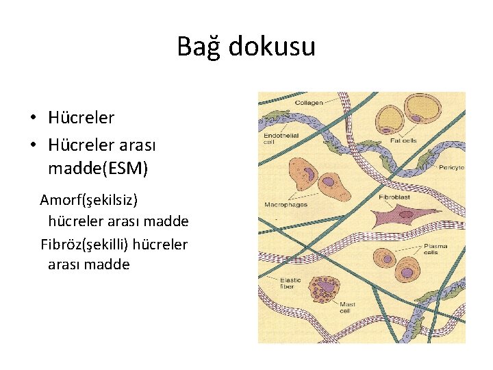 Bağ dokusu • Hücreler arası madde(ESM) Amorf(şekilsiz) hücreler arası madde Fibröz(şekilli) hücreler arası madde