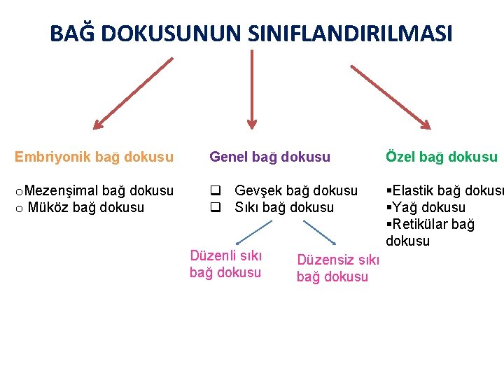 BAĞ DOKUSUNUN SINIFLANDIRILMASI Embriyonik bağ dokusu Genel bağ dokusu Özel bağ dokusu o. Mezenşimal