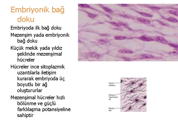 Embriyonik bağ doku Embriyoda ilk bağ doku Mezenşim yada embriyonik bağ doku Küçük mekik