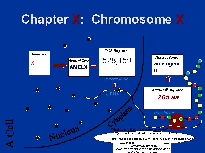 Chapter X: Chromosome X DNA Sequence Chromosome X Name of Gene AMELX 528, 159