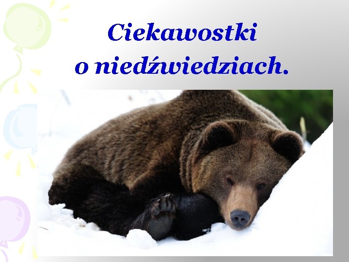 Ciekawostki o niedźwiedziach. 