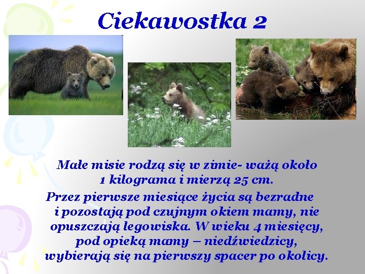 Ciekawostka 2 Małe misie rodzą się w zimie- ważą około 1 kilograma i mierzą