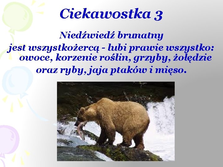 Ciekawostka 3 Niedźwiedź brunatny jest wszystkożercą - lubi prawie wszystko: owoce, korzenie roślin, grzyby,