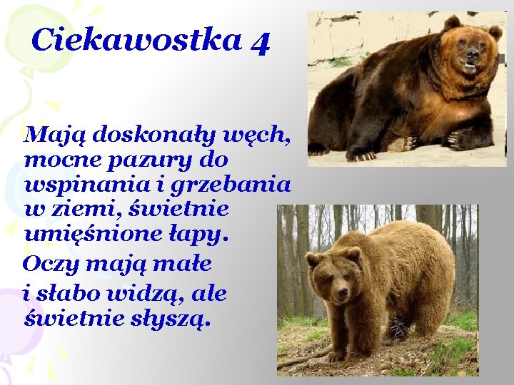 Ciekawostka 4 Mają doskonały węch, mocne pazury do wspinania i grzebania w ziemi, świetnie