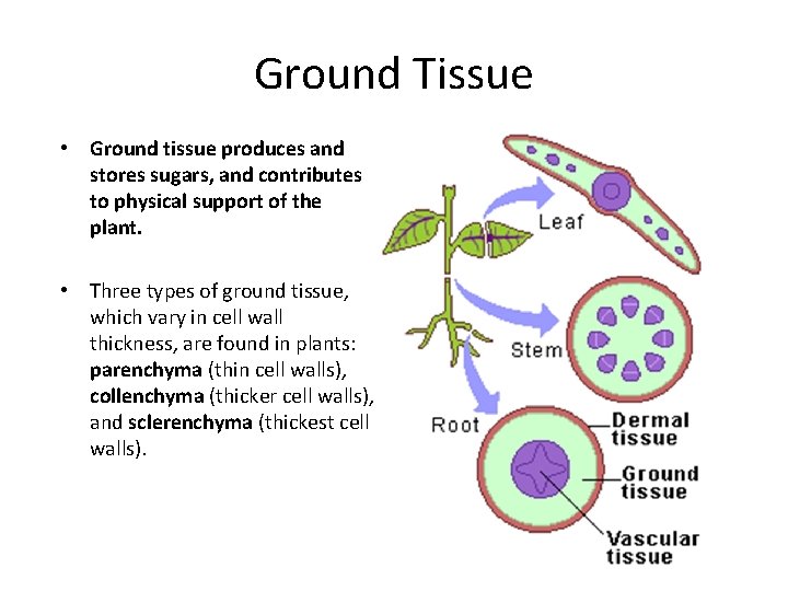 Ground Tissue • Ground tissue produces and stores sugars, and contributes to physical support