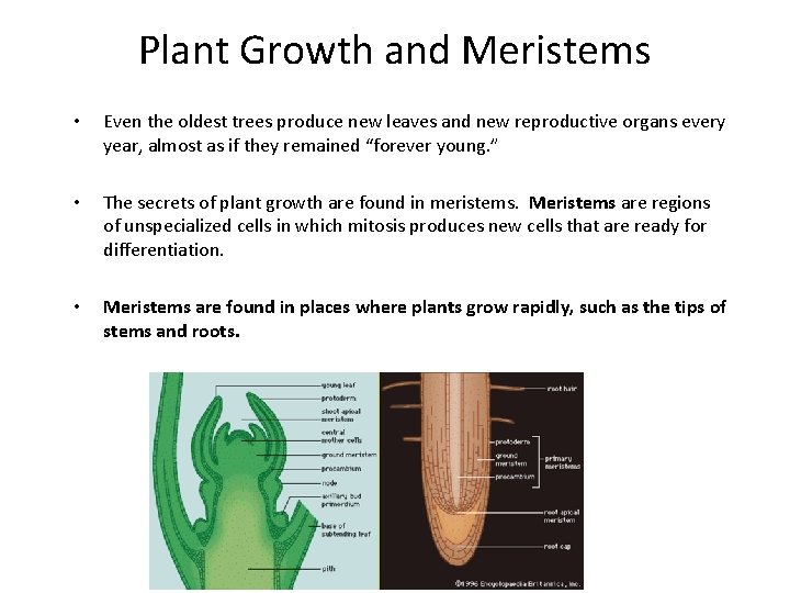 Plant Growth and Meristems • • • Even the oldest trees produce new leaves