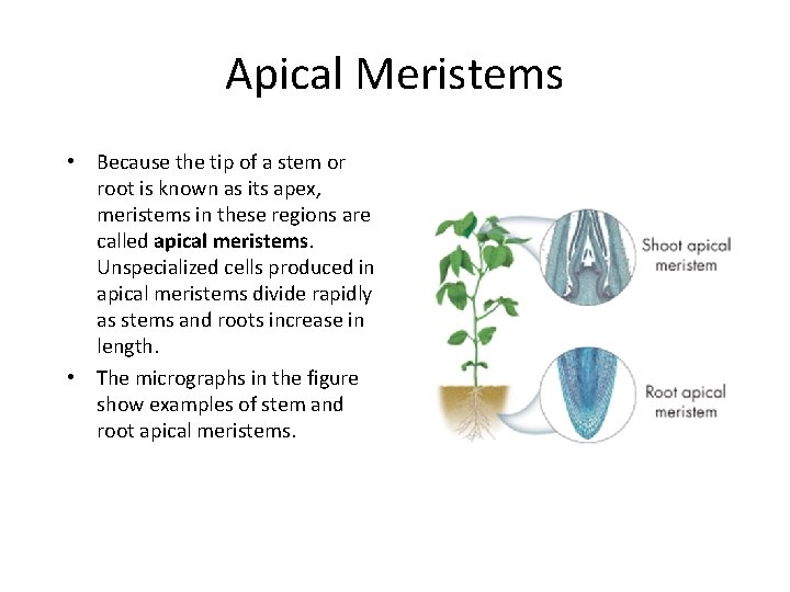 Apical Meristems • Because the tip of a stem or root is known as