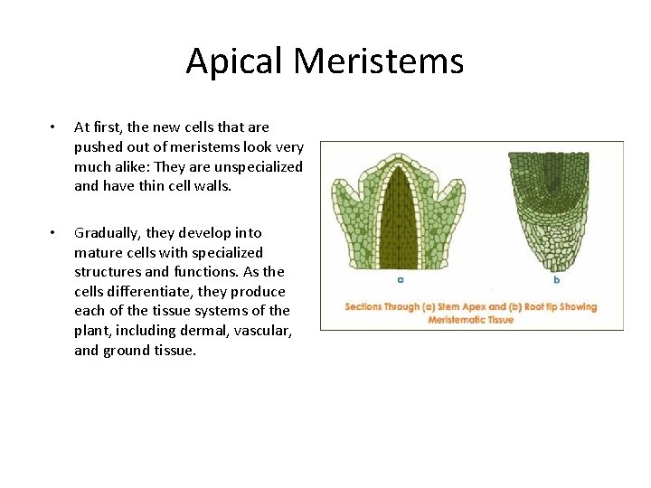 Apical Meristems • • At first, the new cells that are pushed out of