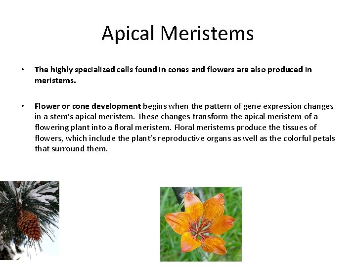 Apical Meristems • • The highly specialized cells found in cones and flowers are