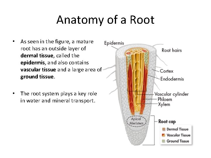 Anatomy of a Root • As seen in the figure, a mature root has