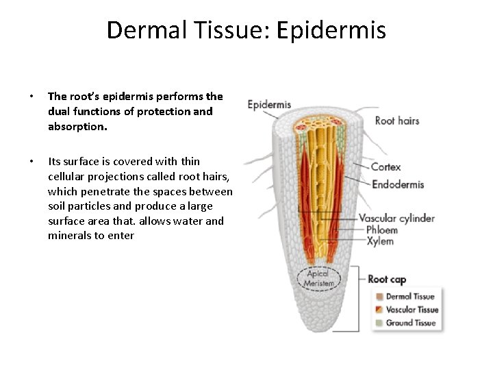 Dermal Tissue: Epidermis • The root’s epidermis performs the dual functions of protection and