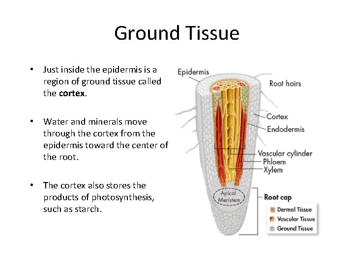 Ground Tissue • Just inside the epidermis is a region of ground tissue called