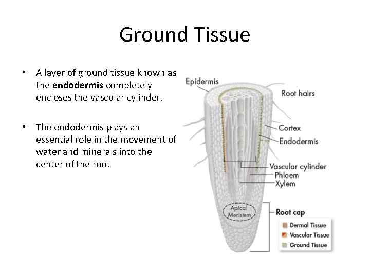 Ground Tissue • A layer of ground tissue known as the endodermis completely encloses
