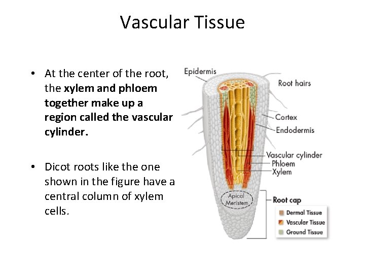 Vascular Tissue • At the center of the root, the xylem and phloem together