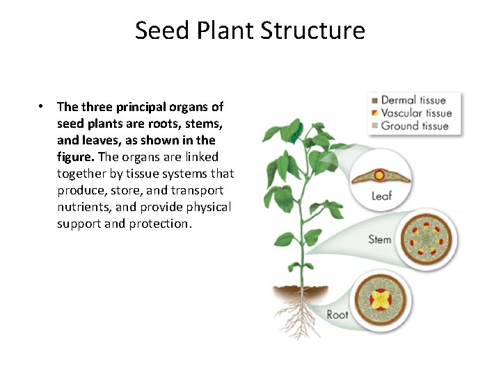 Seed Plant Structure • The three principal organs of seed plants are roots, stems,