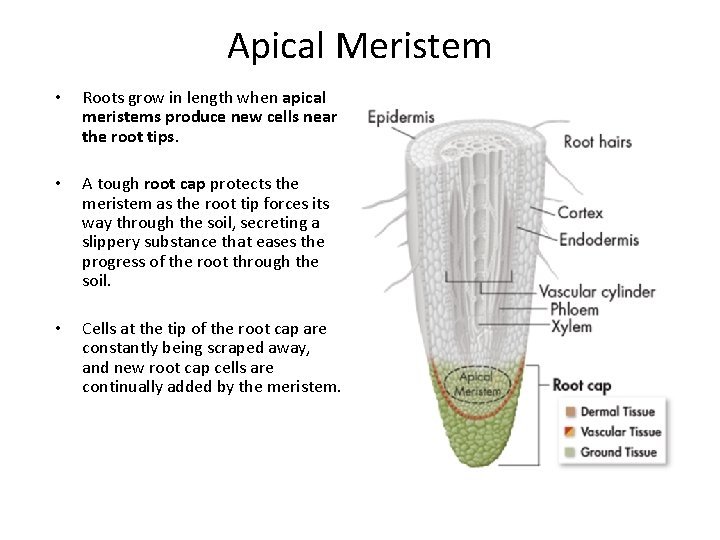 Apical Meristem • • • Roots grow in length when apical meristems produce new